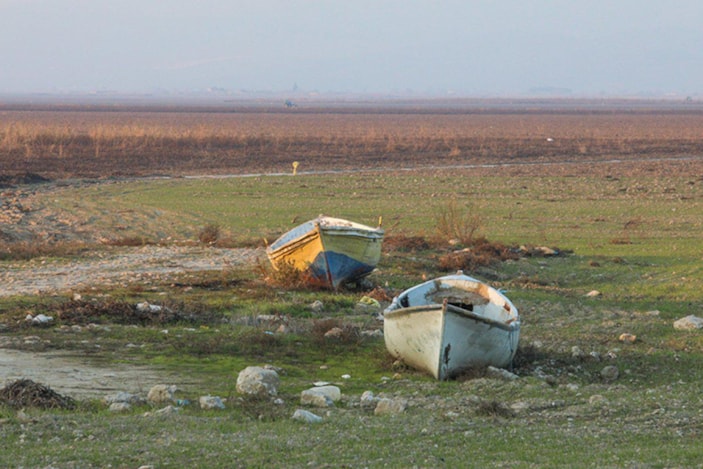 gül
