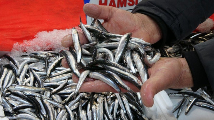 Ordu'da ağ atamayan balıkçılar fiyatları yükseltti 