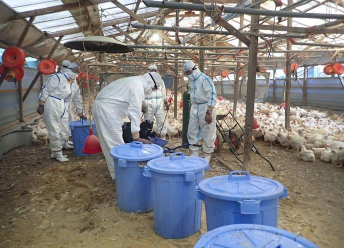 Japonya'da kuş gribi: 10 milyon tavuk itlaf edildi