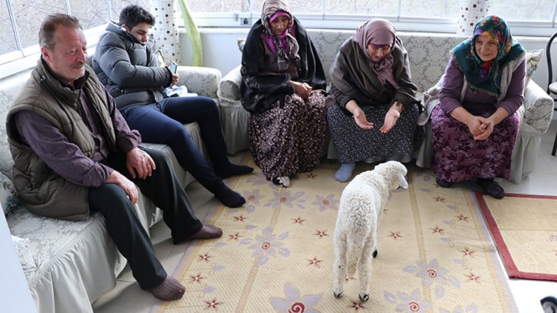 Trabzon'da bir haftalık kuzuya çocukları gibi bakıyorlar