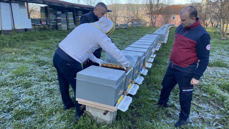 Bartın'da yüksek hava sıcaklıkları arıcılığı da vurdu