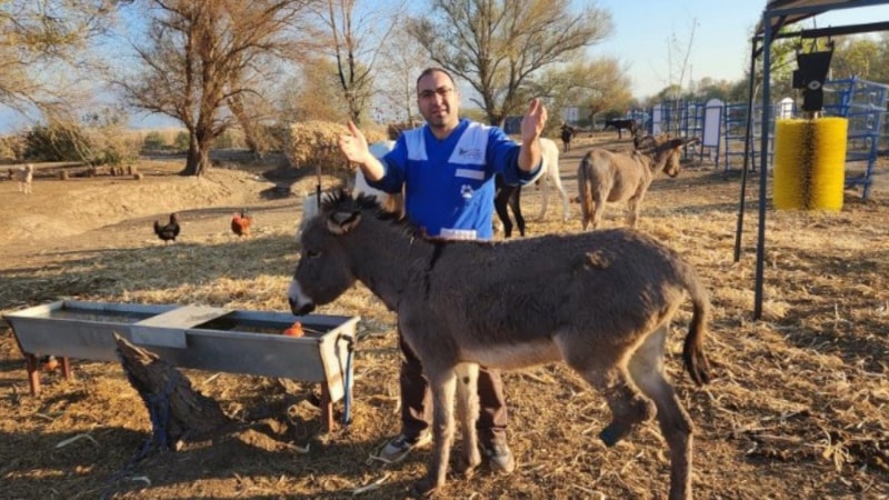 Şırnak'ta ölüme terk edilen eşek, Osmaniye'de hayat buldu