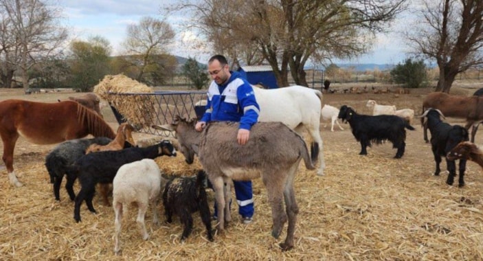 Şırnak'ta ölüme terk edilen eşek, Osmaniye'de hayat buldu