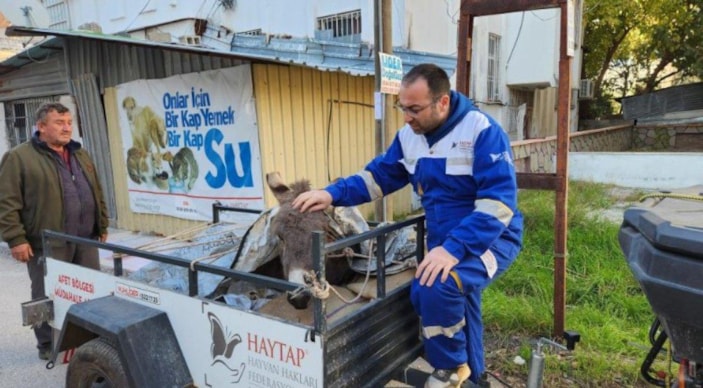 Şırnak'ta ölüme terk edilen eşek, Osmaniye'de hayat buldu