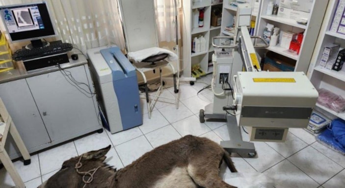 Şırnak'ta ölüme terk edilen eşek, Osmaniye'de hayat buldu