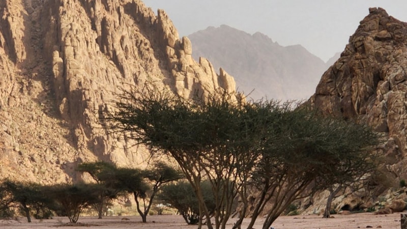 Mekke ve Medine'de yağış sonrası doğa yeşillendi