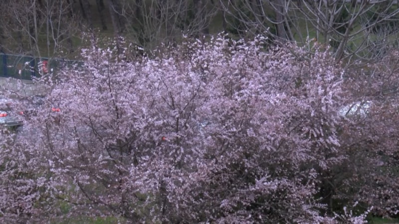 İstanbul'da bitkiler bahar geldiğini zannederek çiçek açtı