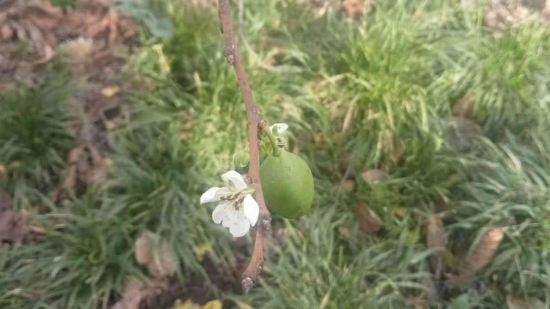 Kastamonu'da erik ağaçları çiçek açtı