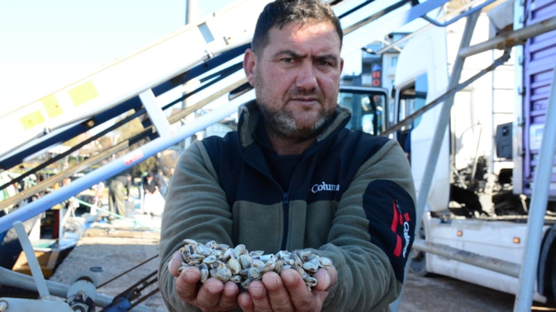 Kocaeli'de kum midyesi avlayıp ihraç ediyorlar