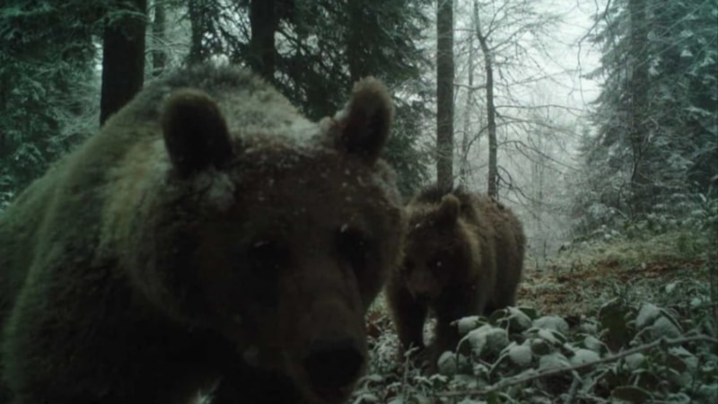 Bartın'da ayılar kış uykusuna yatamadı