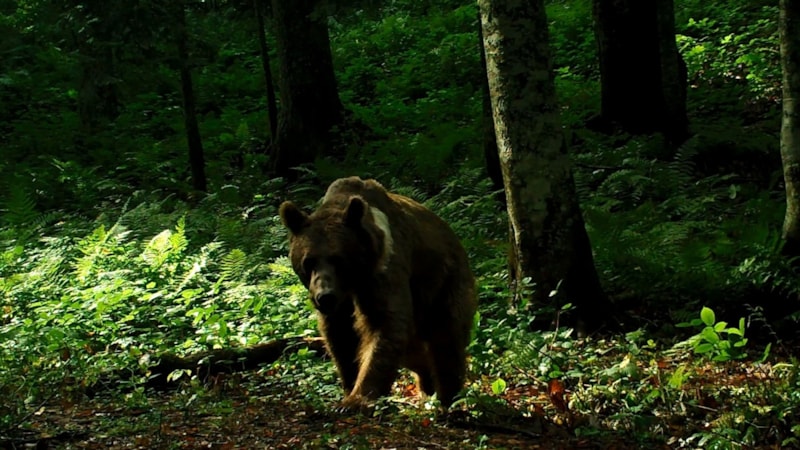 Uzmanından uyarı: Kış uykusuna yatamayan ayılar saldırabilir