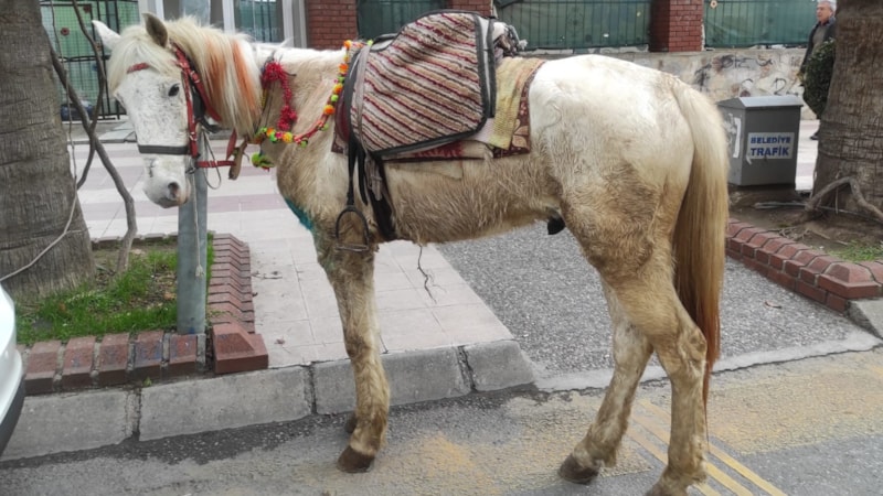Aydın'da ekipler trafikte ata geçit vermedi