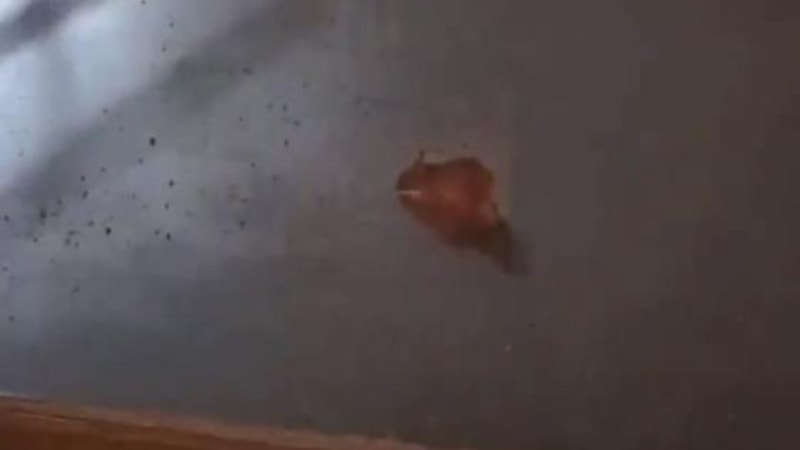 İstanbul'da farenin simit tezgahında gezdiği görüldü