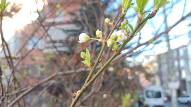 Ankara'da sıcak havaların devam etmesiyle erik ağacı çicek açtı