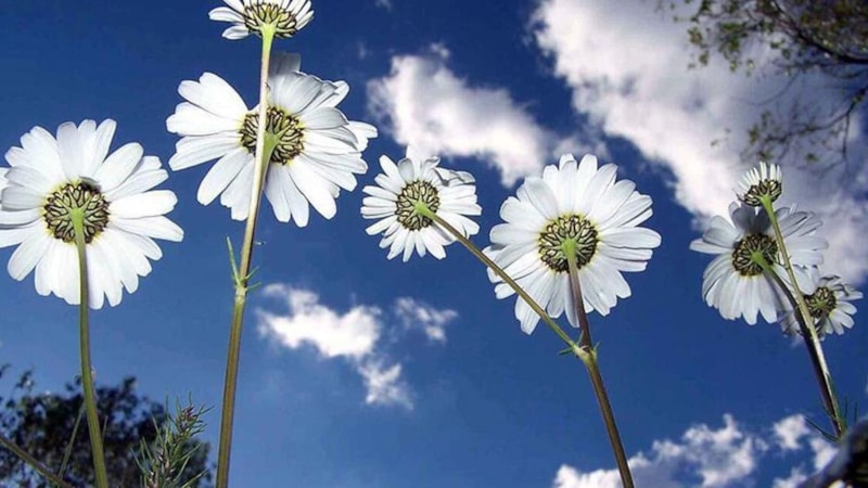 İlk cemre ne zaman düşecek? 2023 cemre düşme tarihleri..