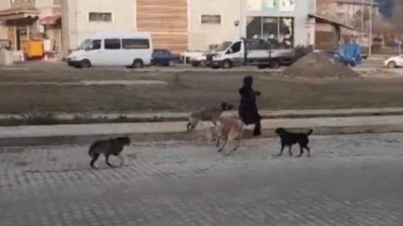 Sinop'ta başıboş köpekler genç kıza saldırdı