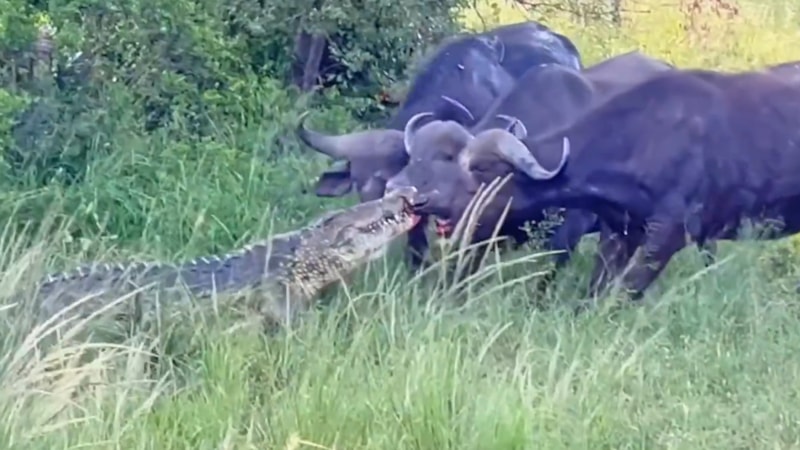 Timsah, buffaloyu avlamayı başaramadı