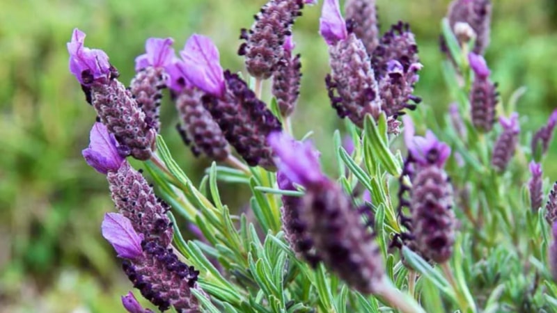 İbn-i Sina'nın 'Beynin Süpürgesi' diye tasvir ettiği Karabaş otu