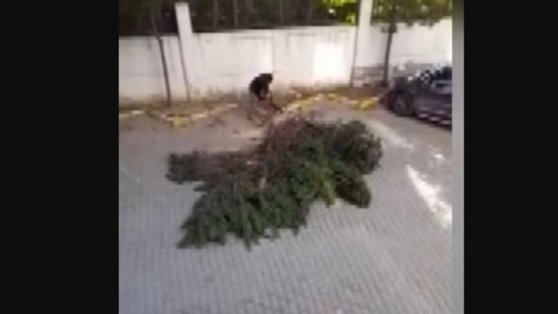 İstanbul'da aidat zammı tartışması yaşanan sitede ağaç kavgası