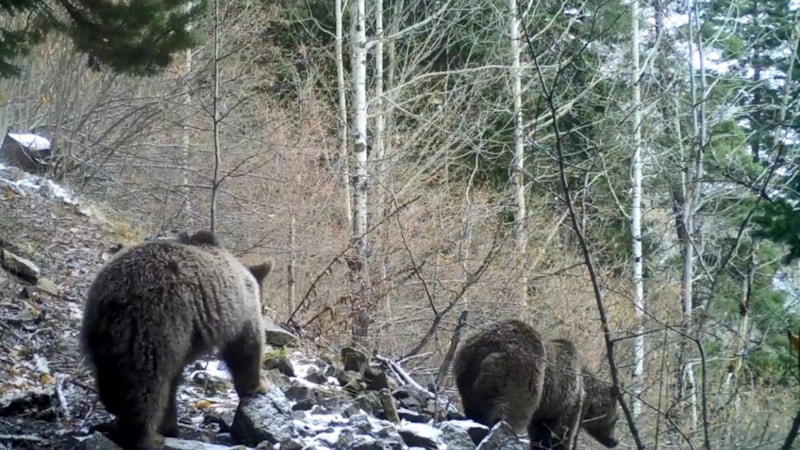 Hava sıcaklıkları bazı hayvan ırklarını yok edebilir