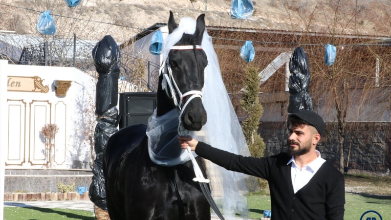 Kayseri'de çiftliğin yeni üyesi atlara düğün yaptılar