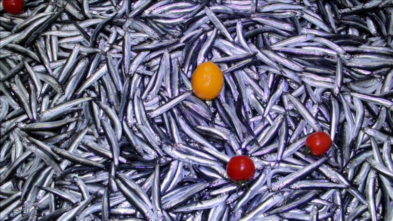 Karadeniz'de hamsi bolluğu devam ediyor