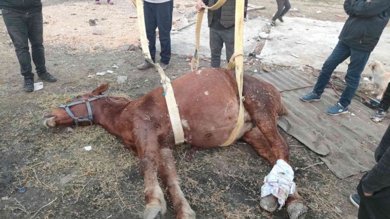 Bursa'da araç çarpan atı yaşatmak için zamanla yarıştılar