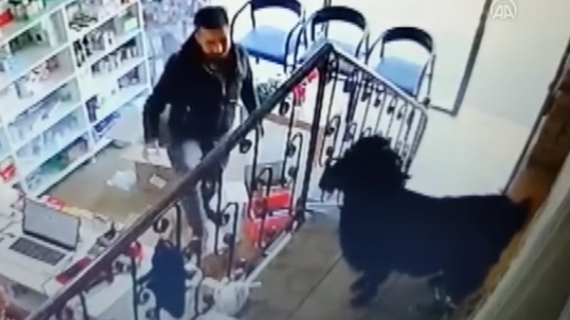 Adana'da inatçı keçi eczaneye girdi