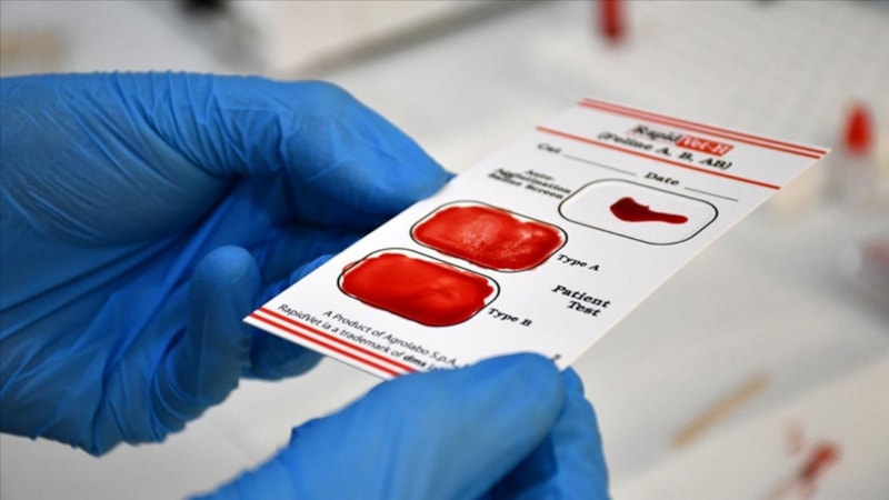 Sivas'ta kediler için online kan bankası