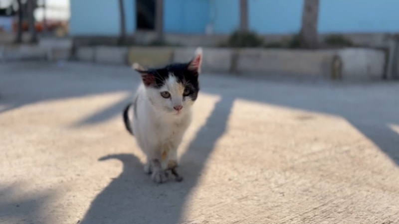 Şanlıurfa’da yaralı kedi acile gitti