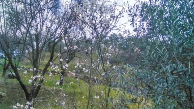 Antalya'da ağaçlar çiçek açtı