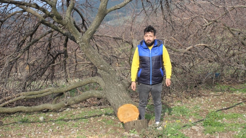 Hatay’da 125 kayısı ağacının kesildiğini iddiası