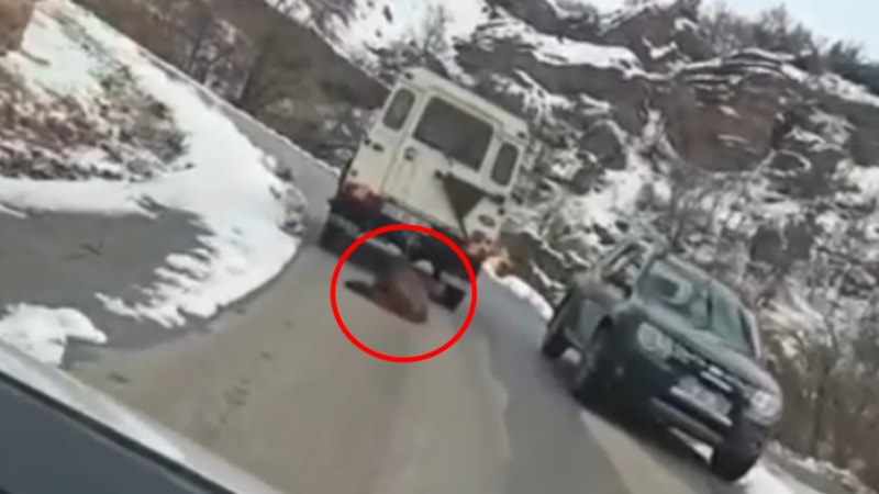 Tunceli'de ölü domuzun araca bağlanıp sürüklenmesine soruşturma