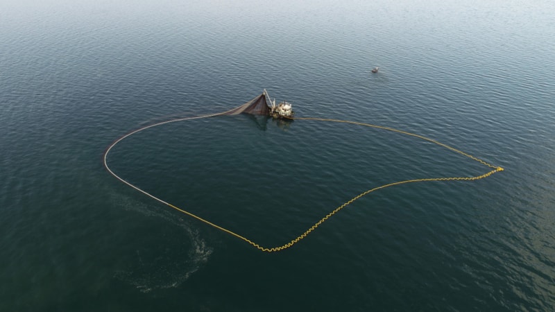 Ağları yırtan mavi yengeç, Karadeniz'de üremeye başladı