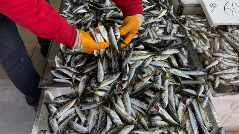 Karadeniz'de beklentilerin üzerinde yakalanan balık yüzleri güldürdü