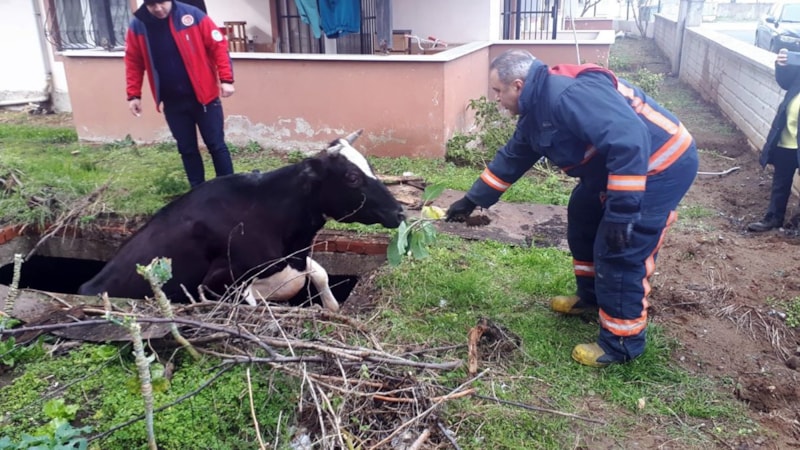 Sakarya'da çukura düşen inek, lahana ile kurtarıldı
