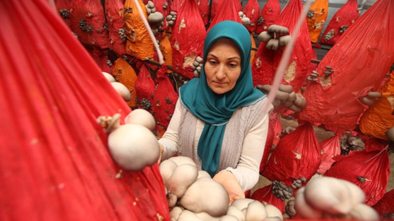 Balıkesirli girişimci serasında yılda 4 ton istiridye mantarı üretiyor