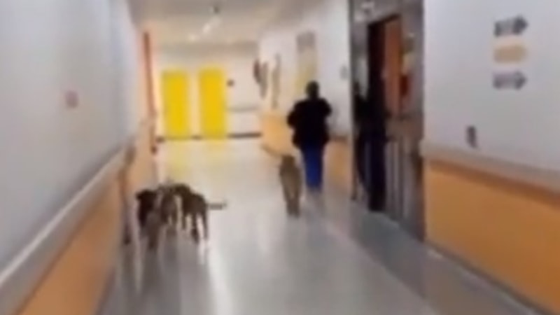 Kocaeli Devlet Hastanesi'nin koridorlarında dolaşan köpekler kamerada