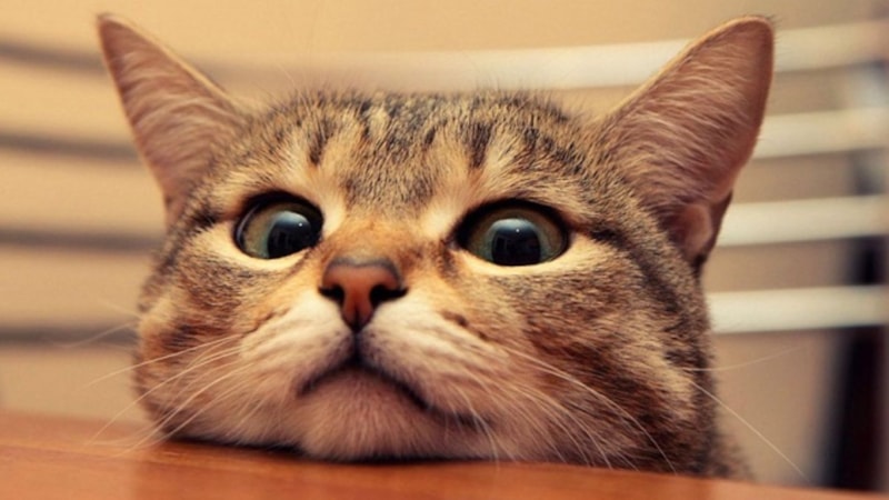 Kediler depremi hissedebilir mi? Eğer bu hareket varsa dikkat!