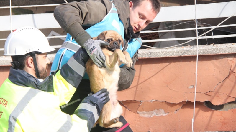 Hatay'da enkaz altından köpek çıkarıldı
