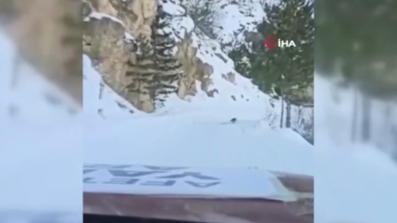 Kahramanmaraş’ta yardım konvoyuna yol gösteren köpek