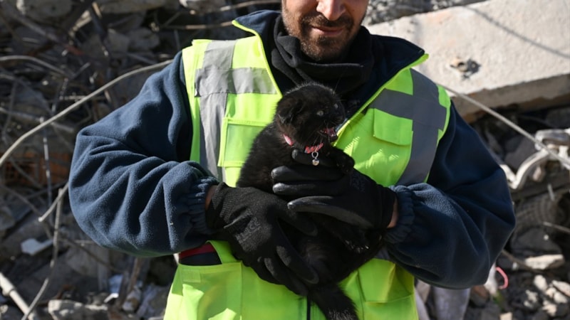 Adıyaman'da yavru kedi 178 saat sonra enkazdan çıkarıldı