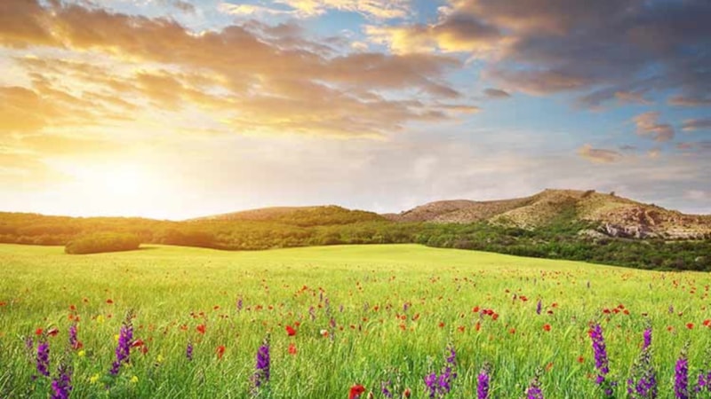 CEMRE NEDİR | Baharı getiren 