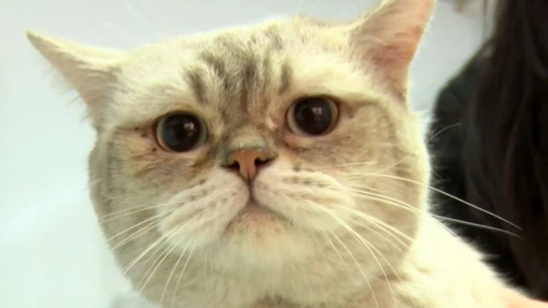 Adıyaman'da yaralı kurtarılan kedinin sahibi, mikroçip sayesinde bulundu