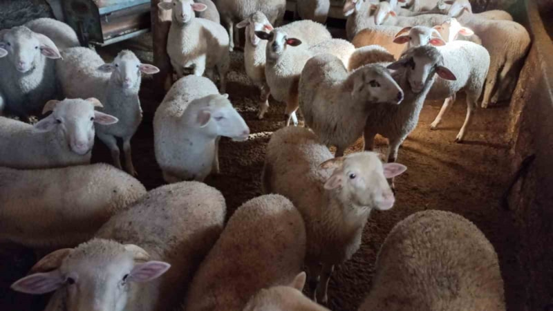Afyonkarahisar’da küçükbaş hayvan fiyatları yükseldi