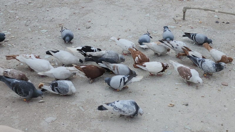 Depremde yuvasız kalan kuşlar komşulara emanet