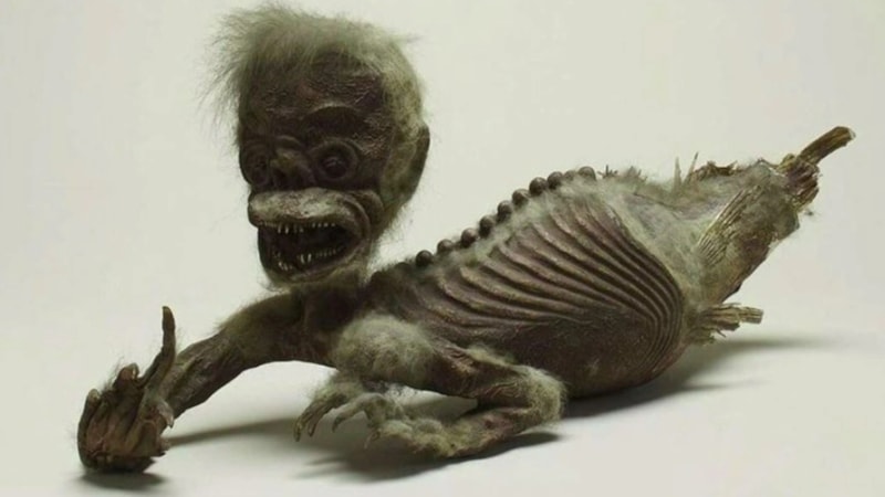 300 yıllık deniz kızı mumyasının sırrı çözüldü: İşte “Enjuin mumyası” ve altında yatan gerçek…