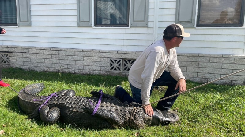 ABD'de 85 yaşındaki kadın timsah saldırısında öldü