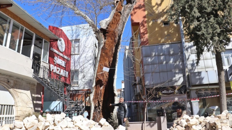 Adıyaman'da 400 yıllık çınar ağacı yerinden oynamadı
