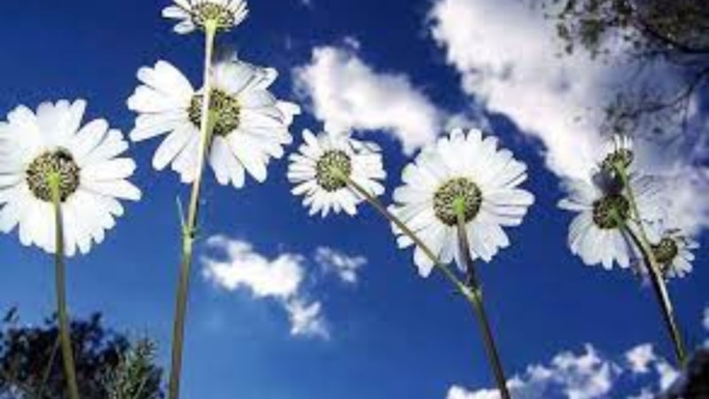 Son cemre düştü mü, ne zaman düşecek? 2023 Üçüncü cemre toprağa düştü mü?